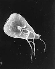 Giardia uptodate Paraziták elleni szerek