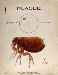 Plague in Madagascar